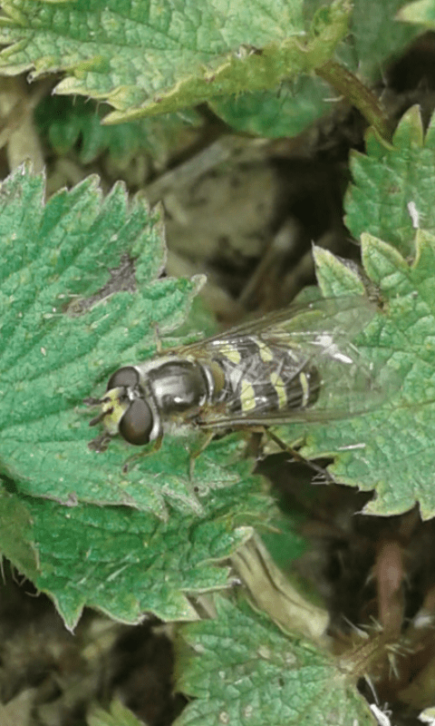 Syrphidae : Eupeodes luniger? Sì, m & f